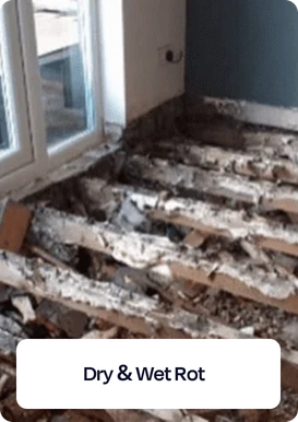 Dry & Wet Rot